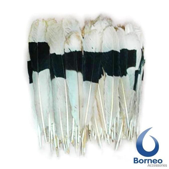 || MONICA / Bulu Ekor Burung Enggang Asli Kalimantan ||~~~