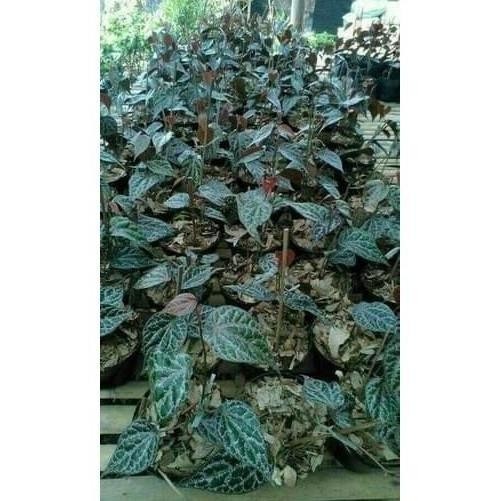 

Terlaris Paket Tanaman 5 Bibit Sirih Merah Pokbku 8994Ix