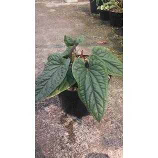 Terlaris Bibit Tanaman Hias Daun Anthurium Sirih-Pohon Anthurium Sirih