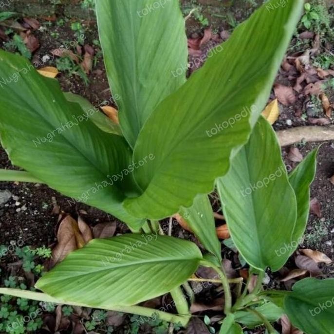

Terlaris Bibit Kunyit Sayur/Kunyit Dapur