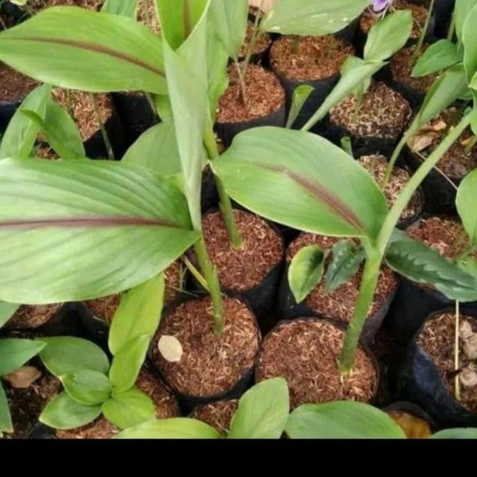 Terlaris Bibit Kunyit Putih Gombyok