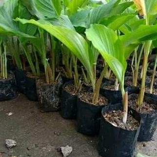 

Terlaris Bibit Kunyit