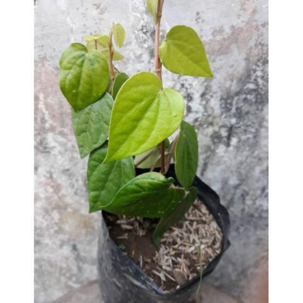 

Terlaris Bibit Tanaman Herbal Sirih Hijau Qbolxl 3001Pc