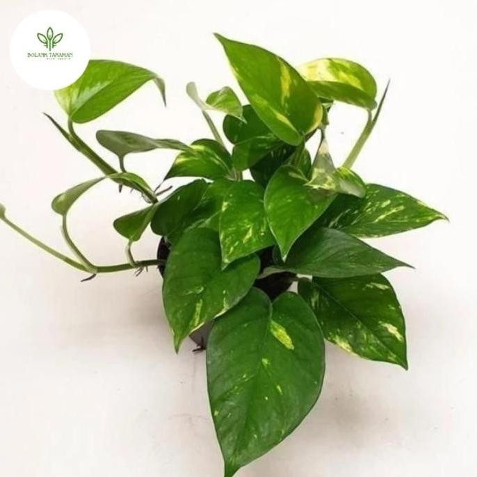 

Terlaris Bibit Tanaman Hias Sirih Gading