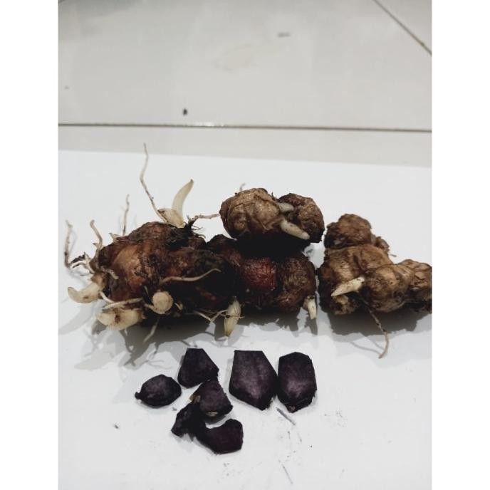 

Terlaris Rimpang Bibit Kunyit Hitam Bertunas 1 Tunas Ruprgi 4708Uu
