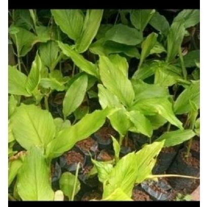 

Terlaris Bibit Kunyit 'Tanaman Kunyit Bumbu