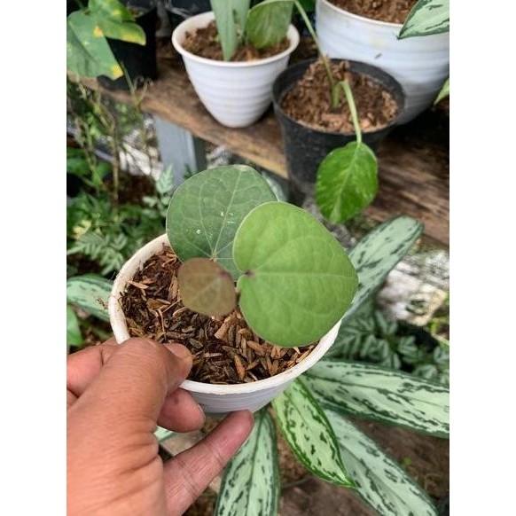 

Terlaris Promo Bibit Sirih Hitam Diskon