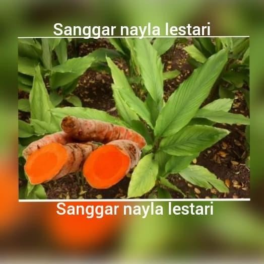 

Terlaris Jual Bibit Kunyit/Pohon Kunyit Kuning/Tanaman Herbal/Apotek Hidup Mmz