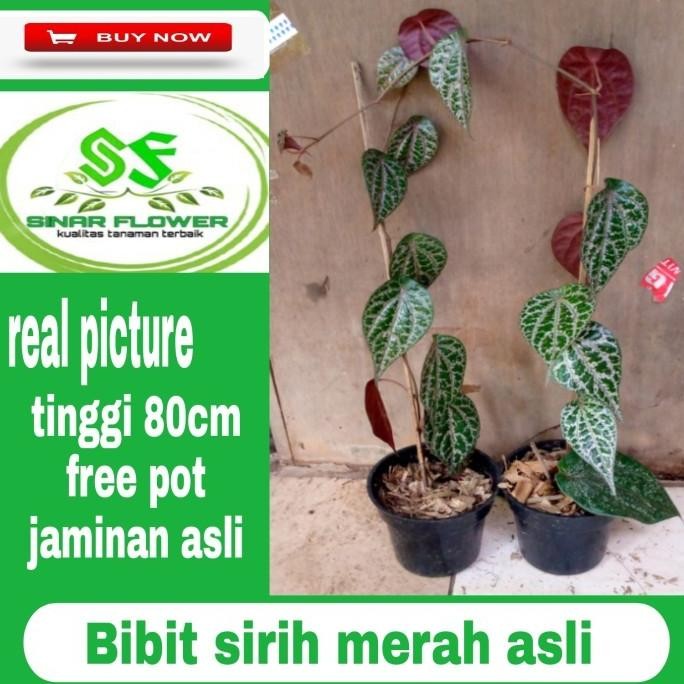 

Terlaris H3R. Bibit Sirih Merah/Tanaman Sirih Herbal/Pohon Sirih Merah/Benih Sirih