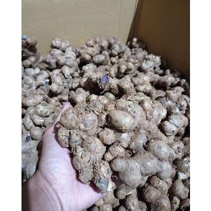 

Terlaris (-) Bibit Kunyit Hitam Asli 500Gram