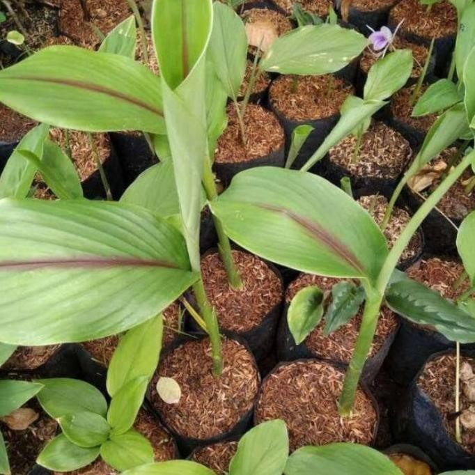 

Terlaris Bibit Temu Putih Kunyit Putih Siap Tanam
