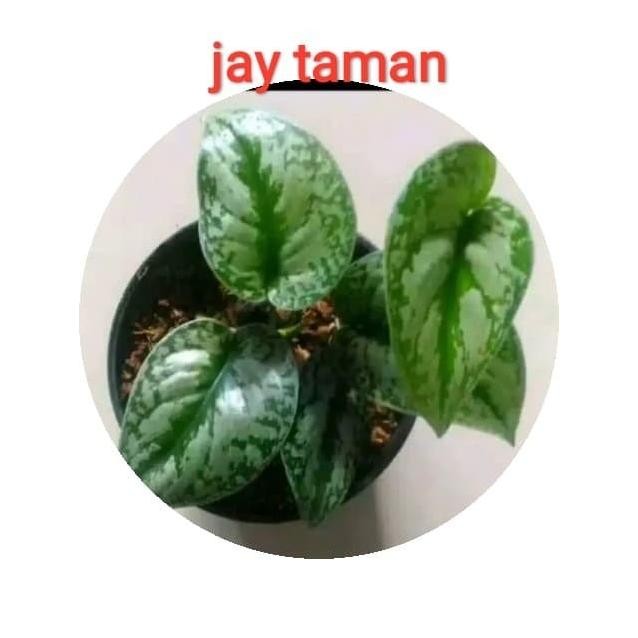 Terlaris Tanaman Hias Bibit Sirih Silver Eeee