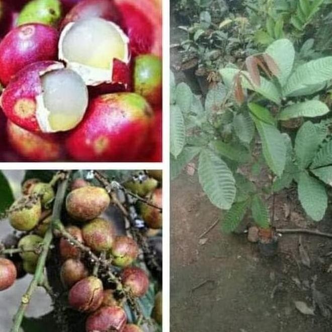 Bibit Buah Matoa Merah Asli Papua / Bibit Tanaman Matoa Merah CCCC