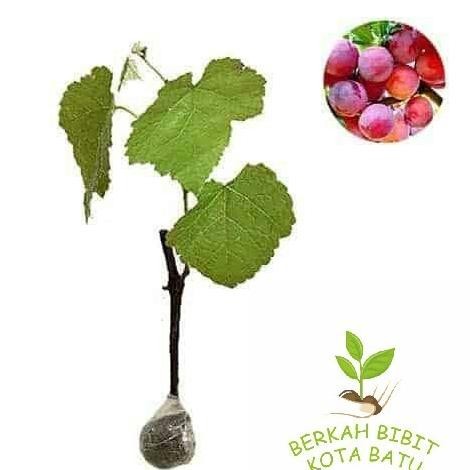 Obral bibit tanaman buah anggur merah / anggur stek
