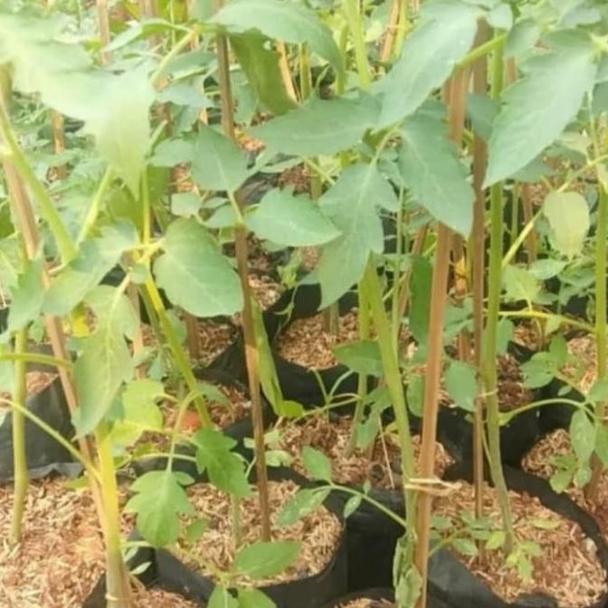 pohon buah tomat -bibit tanaman buah tomat