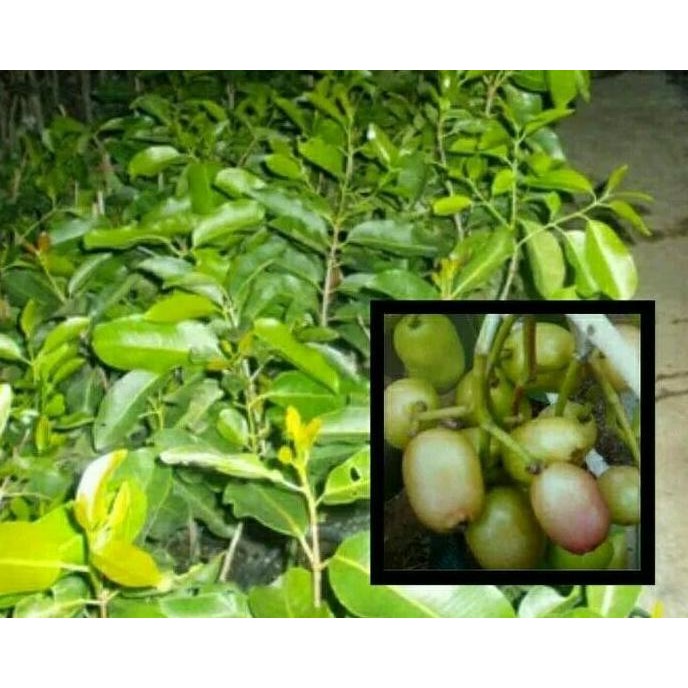 Bibit tanaman buah jamblang atau juwet putih