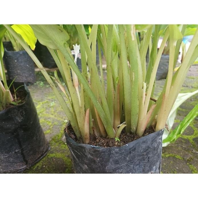 

Terlaris Asli Bibit Kunyit Hitam (Garansi!!) Xzqkdp 5028Jf