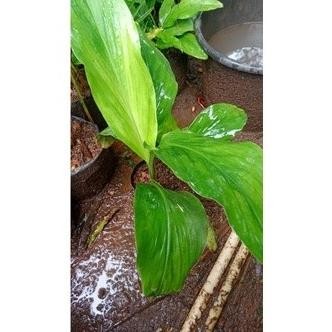 

Terlaris Bibit Tanaman Kunyit Putih Ypvdzy 4933Wu