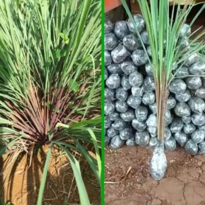 

Terlaris Bibit Pohon Sereh Wangi