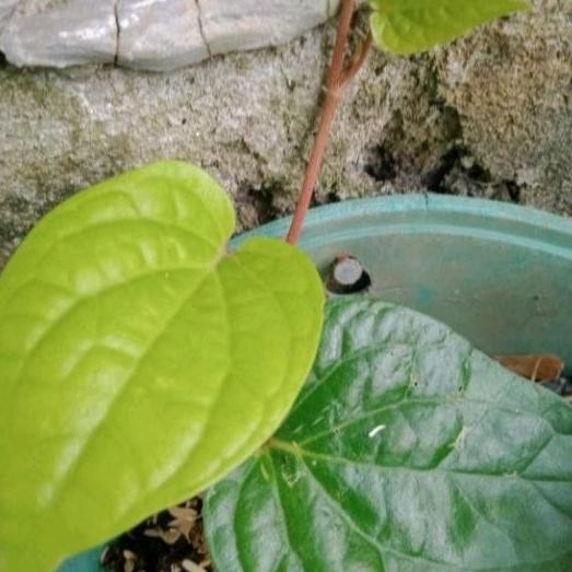 

Terlaris Bibit Sirih Hijau Daun Sirih Hijau Herbal 5 Pohon