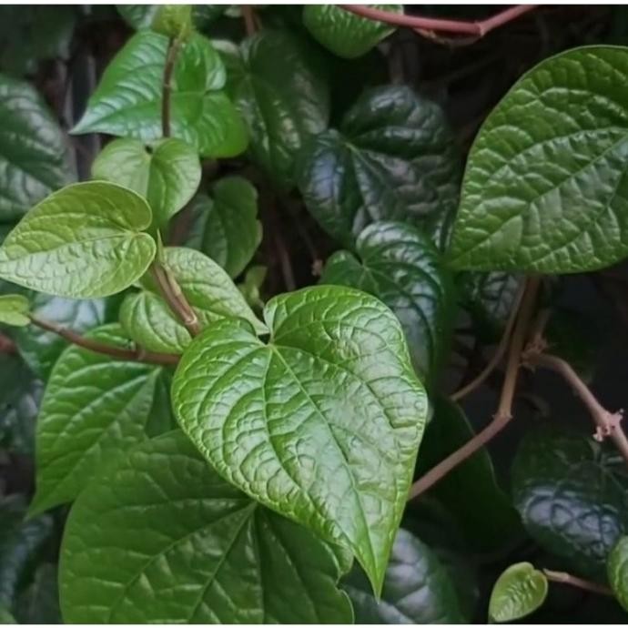 

Terlaris Bibit Tanaman Obat Daun Sirih Hijau Bibit Sirih