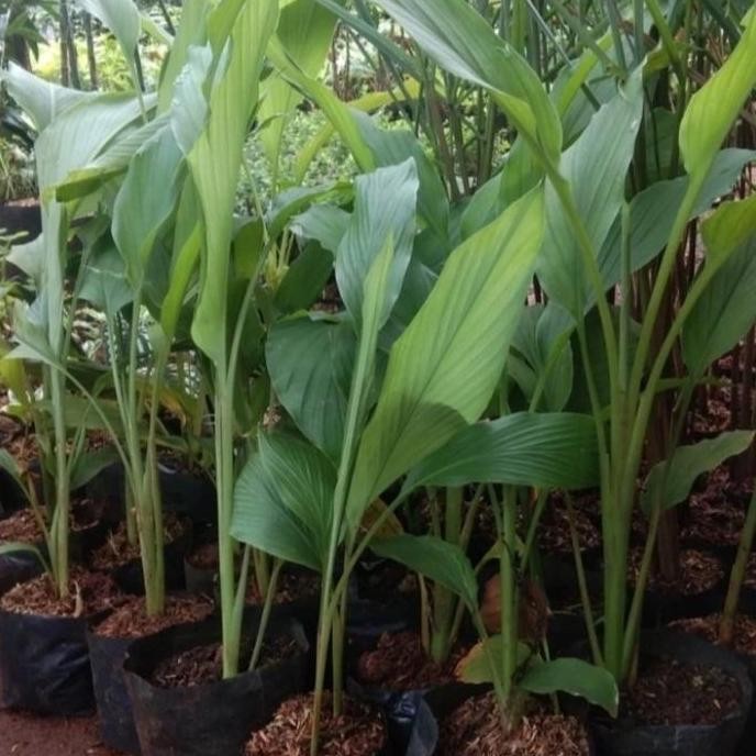 

Terlaris Promo Bibit Kunyit Sayur Kunyit Masak / 1 Bibit
