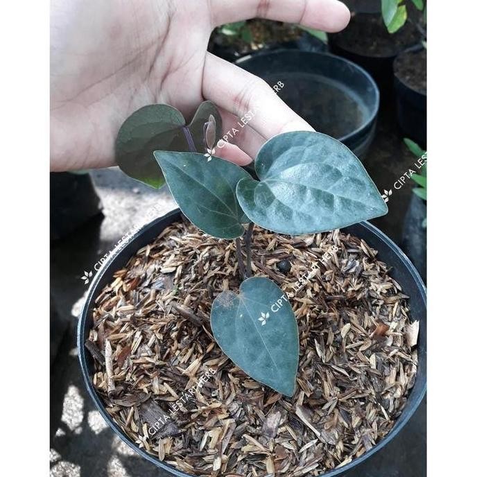 

Terlaris Terlaris S4Le Paket 3 Bibit Tanaman Daun Sirih Merah Hijau Hitam Pohon