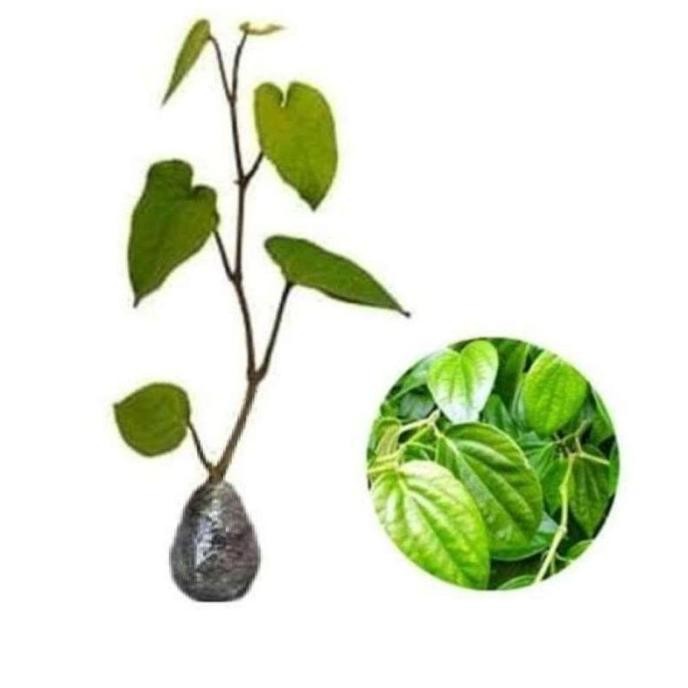 

Terlaris Bibit Tanaman Sirih Hijau