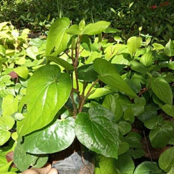 

Terlaris Bibit Herbal Daun Sirih Hijau | Kaya Manfaat Tetwku 5667Ru