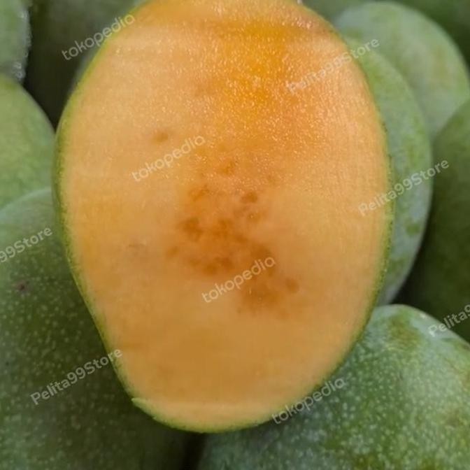 

BARU MANGGA MANALAGI MADU ASLI PROBOLINGGO