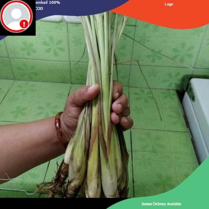 

Terlaris Bibit Serai Wangi - Bibit Sereh Dapur - Lemongrass Kitchen