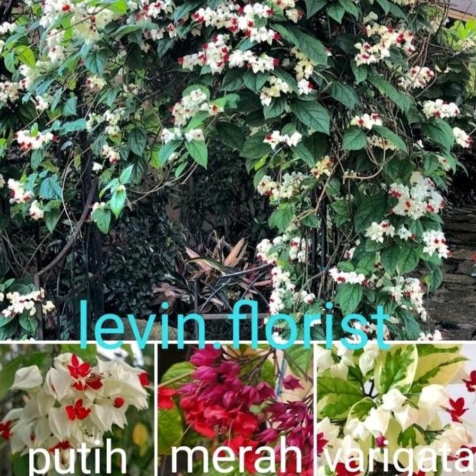 

Terlaris Clerodendrum Thomsoniae / Nona Makan Sirih Bibit Tanaman Hias Bunga Rambat Merambat