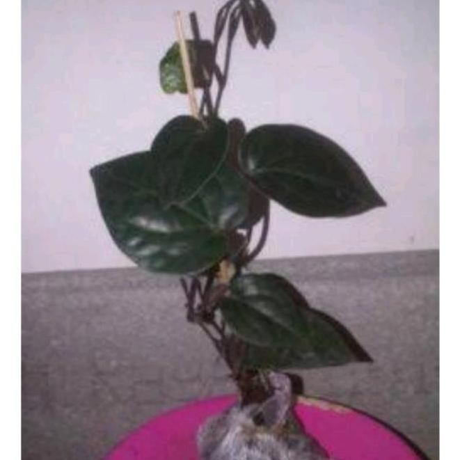 Terlaris Bibit Sirih Hitam Wulung