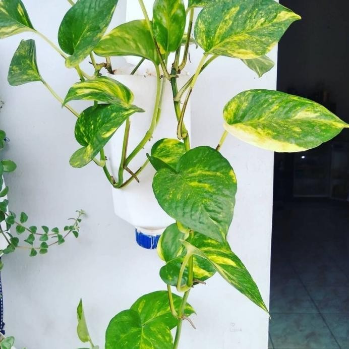 

Terlaris Bibit Tanaman Sirih Gading - Tanaman Hias Rambat Sirih Gading