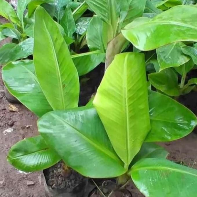 Terlaris Bibit Pohon Pisang Tanduk,Raja Bulu,Raja Sereh,Pisang Udang Merah Dll