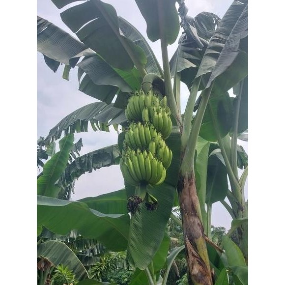 

Terlaris Bibit Pisang Cavendish/Kepok Kuning/Nangka/ Raja Sereh/Lampung/Ambon