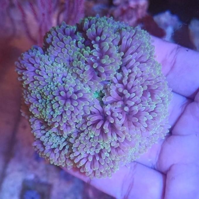 Grosir Anemon Karpet Carpet Aquarium Lautt Rumah Untuk Nemo