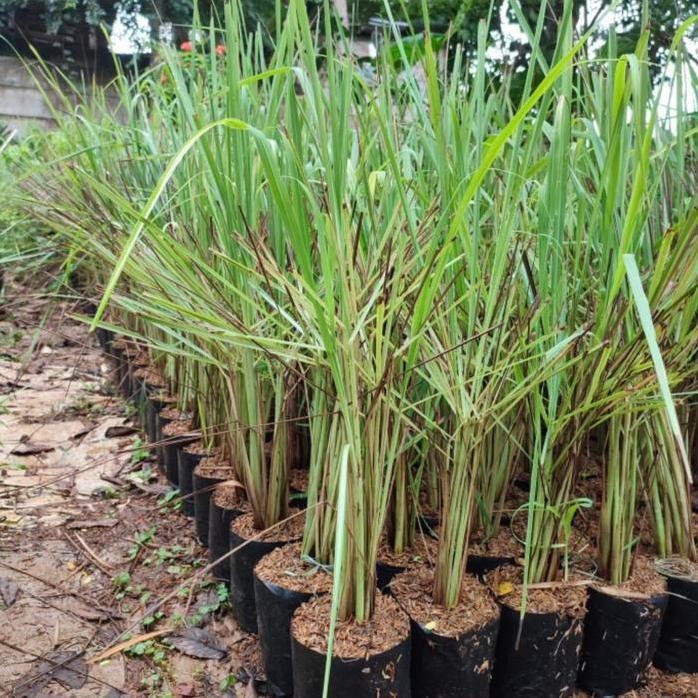 

Terlaris Bibit Tanaman Sereh Wangi - Pohon Herbal Sereh Wangi