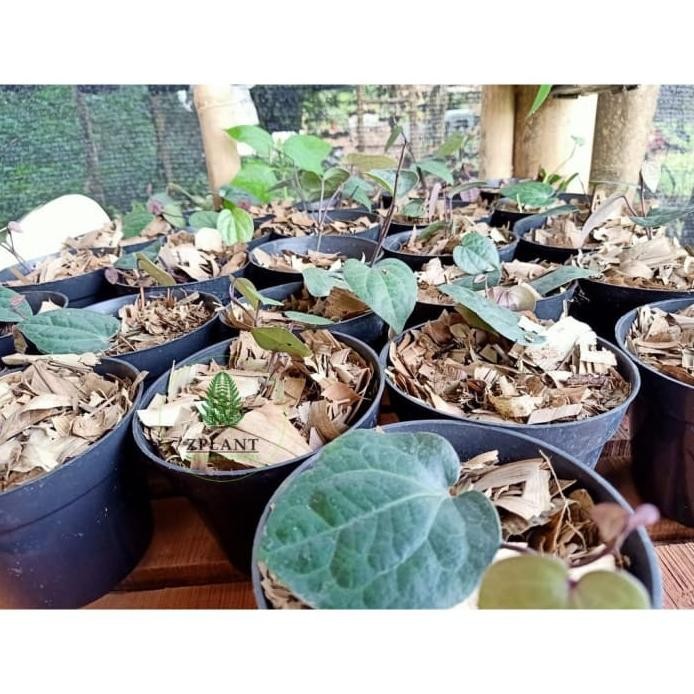 

Terlaris Bibit Tanaman Daun Sirih Hitam (Obat Herbal)+ Pot Ukuran Kiskpu 5554Ai