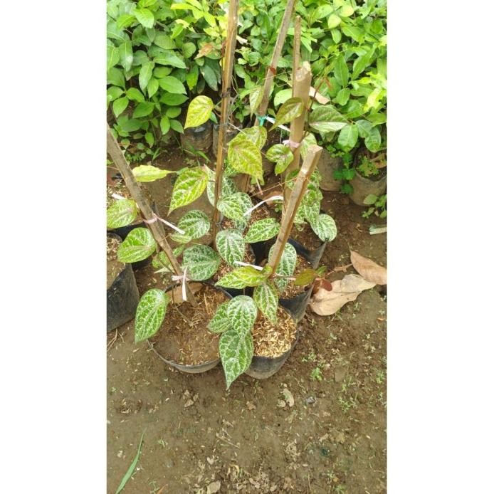 

Terlaris Terbaik Bibit Daun Sirih Merah