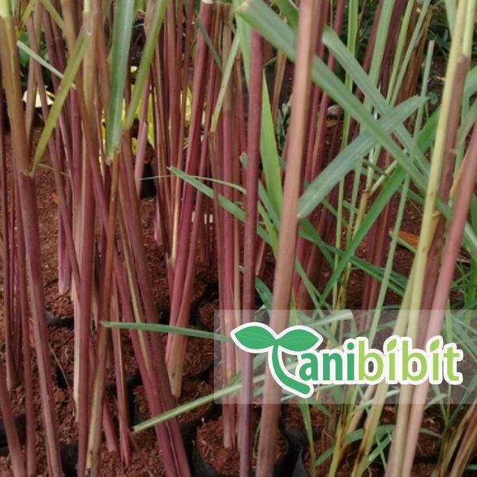 

Terlaris Bibit Pohon Sereh Wangi - Tanaman Sereh Wangi - Daun Sereh Herbal