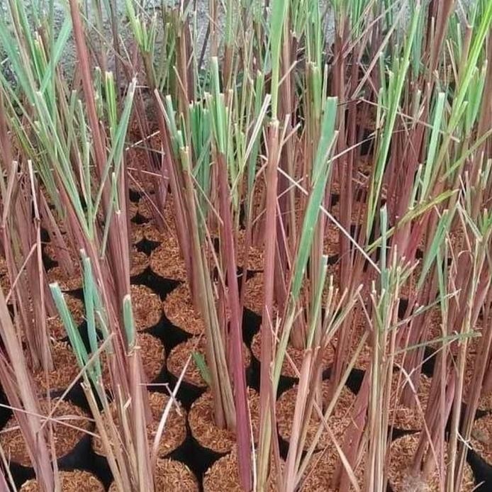 

Terlaris Bibit Sereh Merah Bibit Sereh Wangi Sereh Lanang 500 Gram