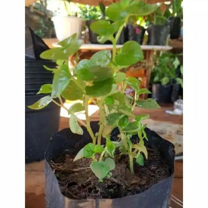 

Terlaris Bibit Sirih Cina | Ketumpang Air