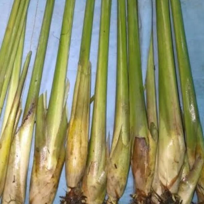 

Terlaris Bibit Sereh Gajah Sereh Bangkok Sereh Jumbo Isi 5 Bibit