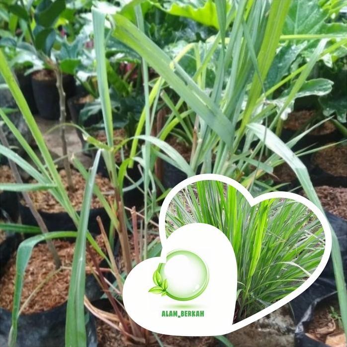 

Terlaris Bibit Tanaman Daun Sereh(Bahan Untuk Memasak)