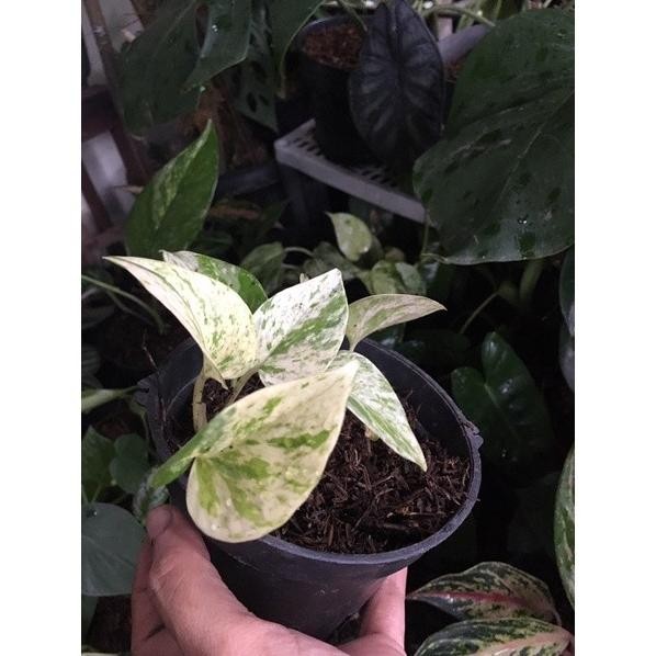 

Terlaris Sirih Marbel Bibit Xumpow 5117Nv