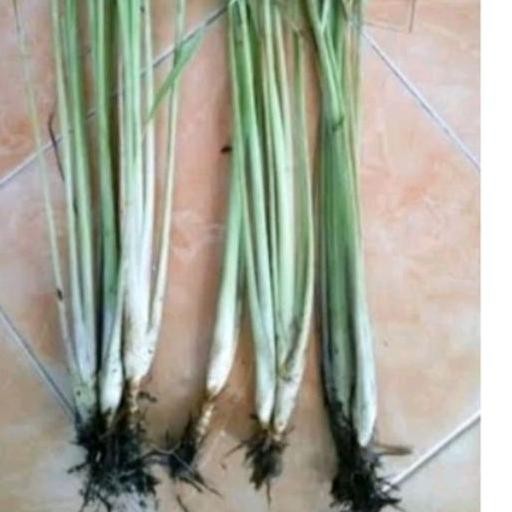

Terlaris Bibit Sereh Sayur/ Pcs Unggul