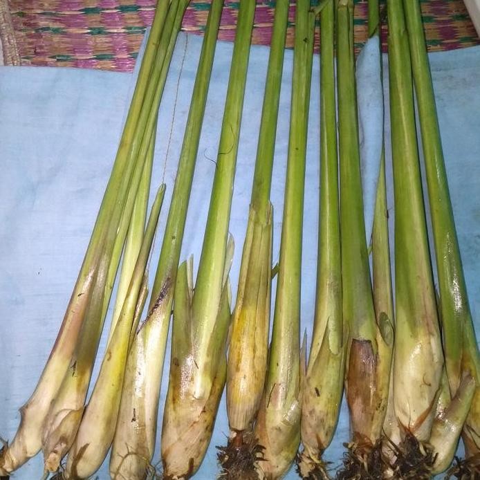 

Terlaris Bibit Serai Bibit Sereh Jumbo Gajah Isi 20 Pohon
