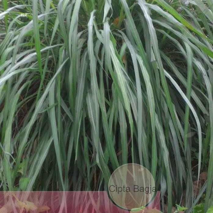 

Terlaris Ready Stok Bibit Sereh Merah Original Kaya Manfaat