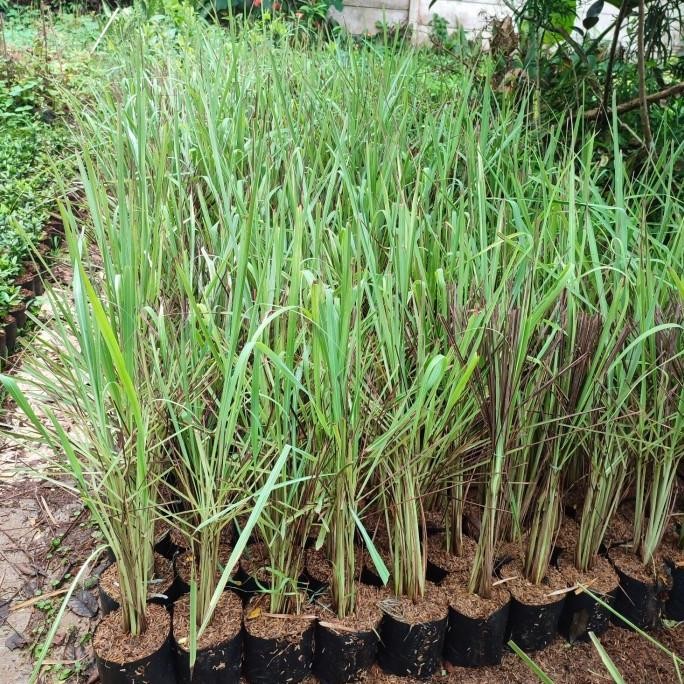 

Terlaris Bibit Tanaman Sereh Wangi/Pohon Sereh Wangi